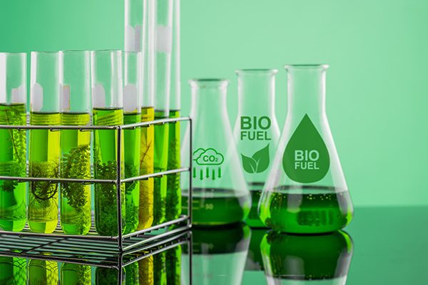 Certificazione della sostenibilità dei biocarburanti e dei bioliquidi 