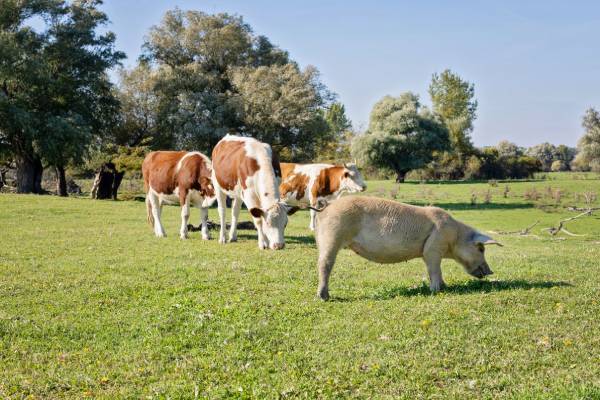 Benessere animale 